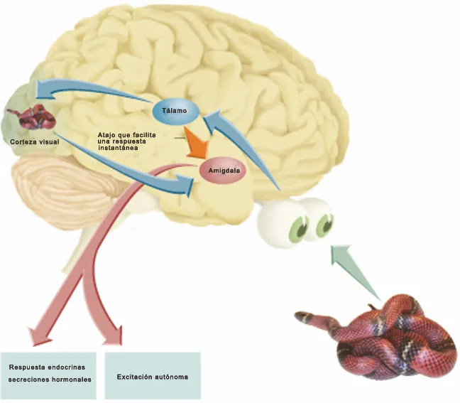 cerebro via rapida via lenta procesamiento del miedo | Neurita