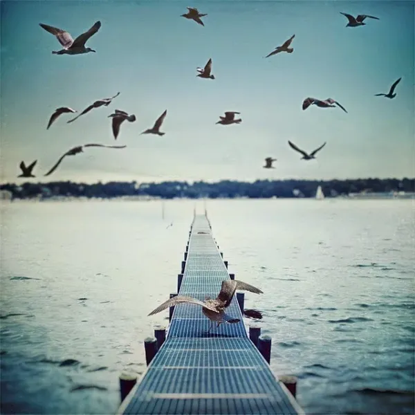 gulls-nature-photography-sea-Favim.com-441433