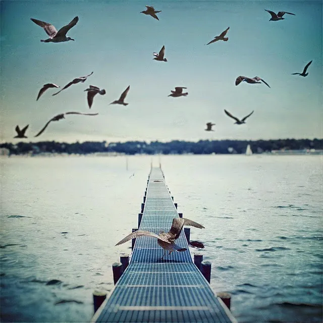 gulls-nature-photography-sea-Favim.com-441433