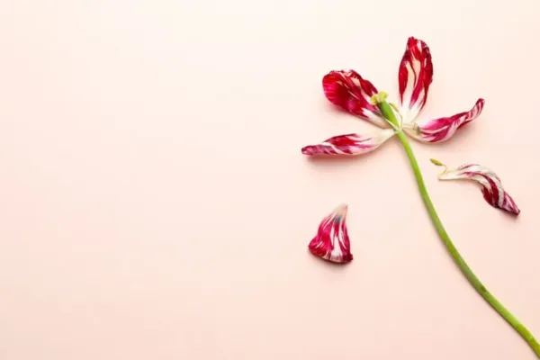 Problemas psicológicos de la mujer durante la menopausia 11 Problemas psicológicos de la mujer durante la menopausia